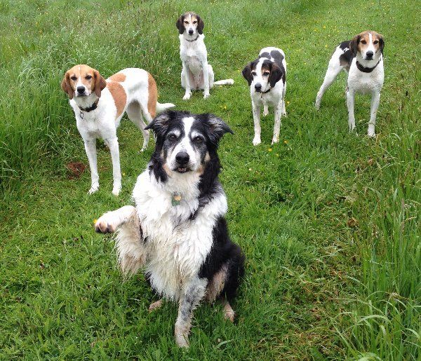 a group of dogs in a field - the leader raising a paw